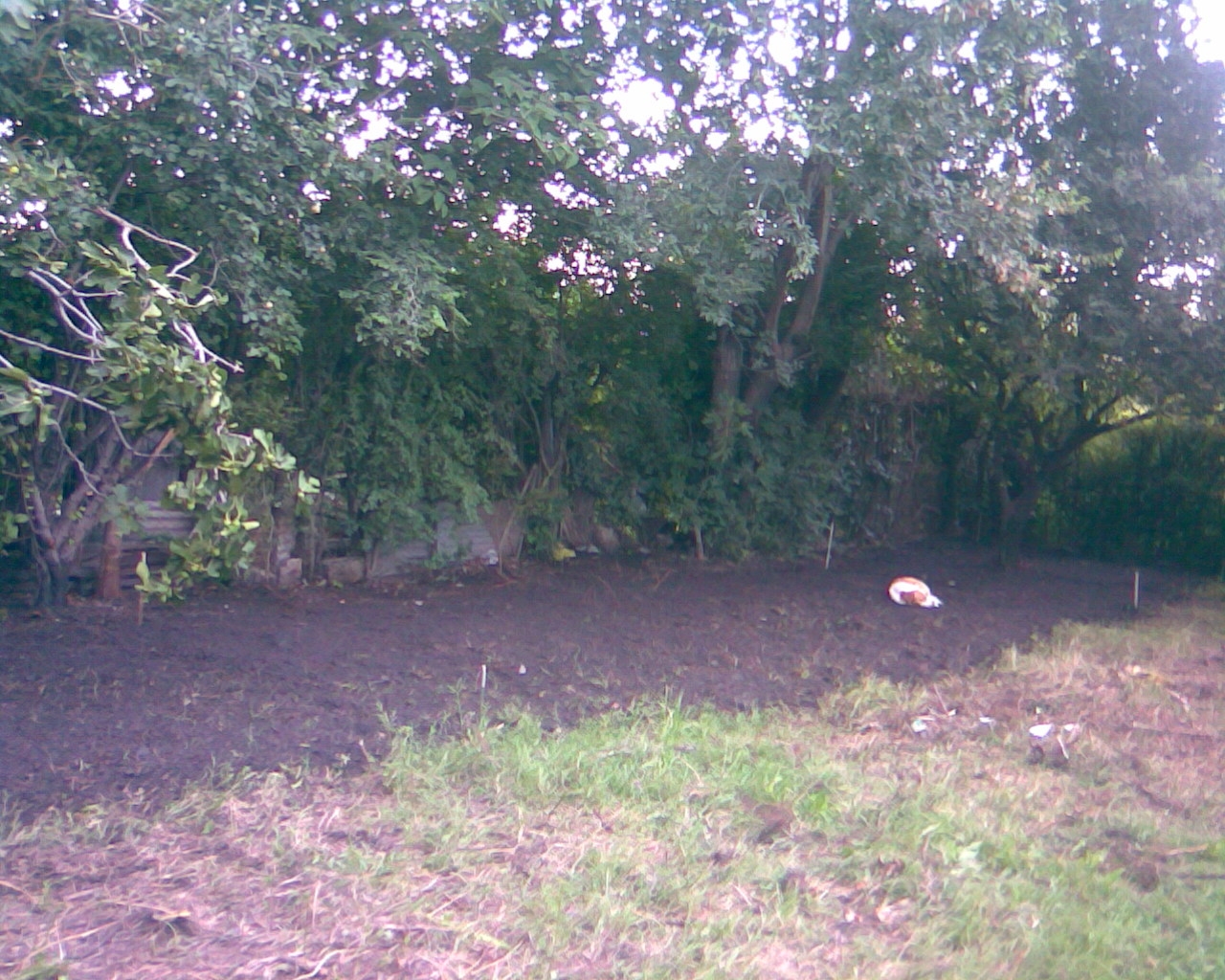 fotos/2007-01-22 - Obra casa primera parte/patio punteado.jpg